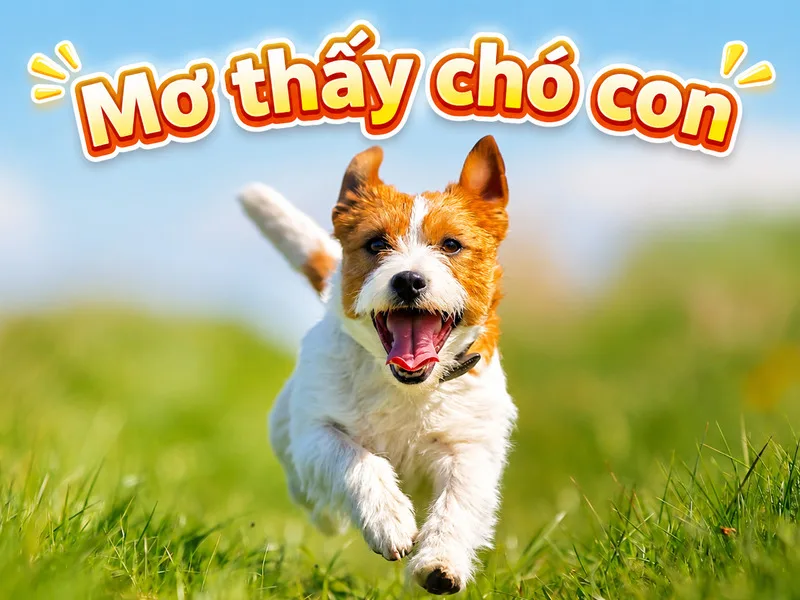 Chó con khỏe mạnh thường tượng trưng cho niềm vui và cơ hội mới, trong khi chó bị thương hoặc thất lạc phản ánh cảm giác bất an.