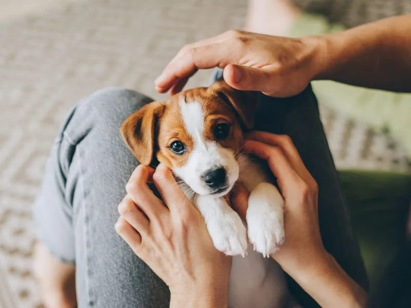 Mơ thấy bế chó con phản ánh mong muốn bảo vệ một người, một mối quan hệ hoặc kế hoạch còn non trẻ.