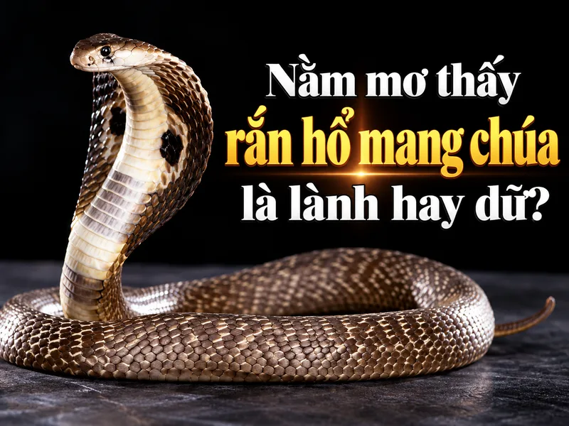 Giải mã giấc mơ thấy rắn hổ mang chúa không đồng nghĩa dự đoán tương lai.